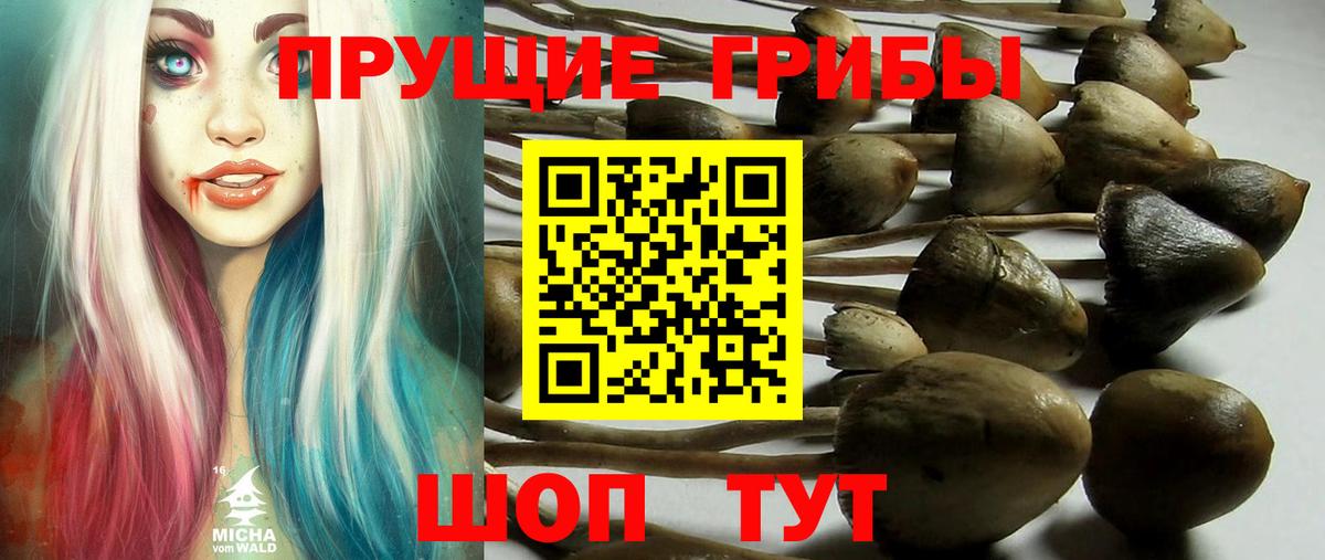 Псилоцибиновые грибы мухоморы Киселёвск